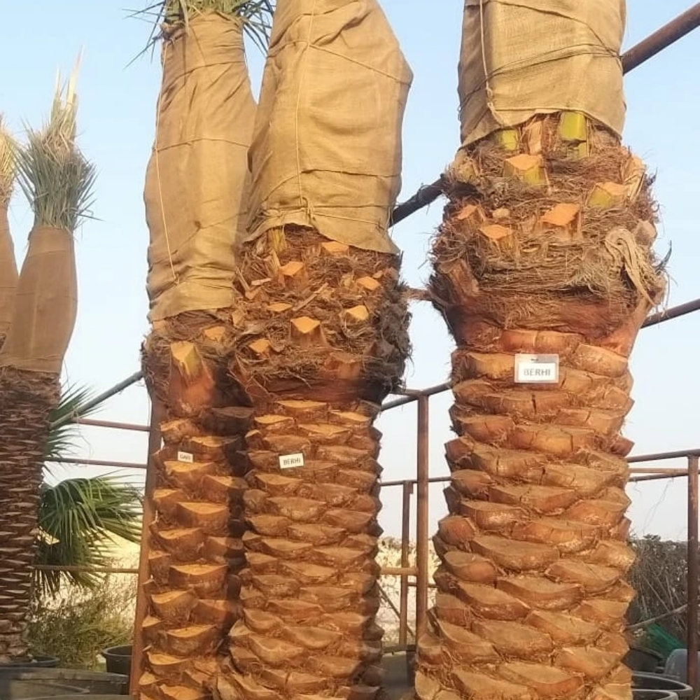 برحى نخيل - 3