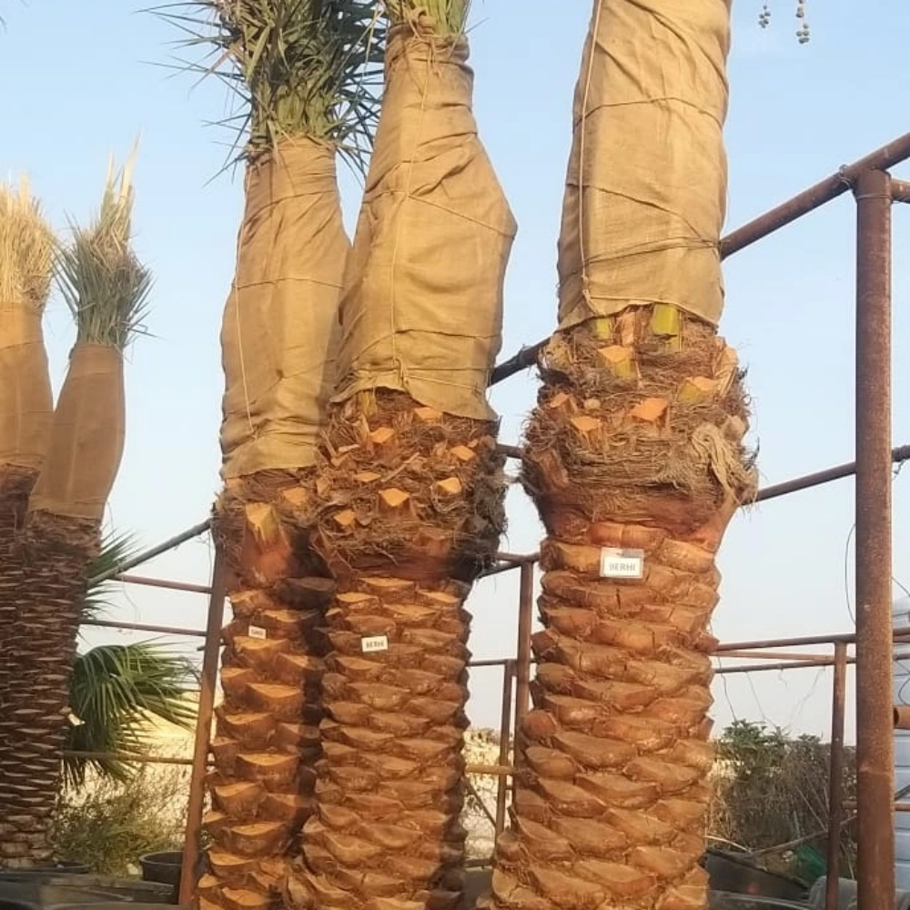 برحى نخيل - 2