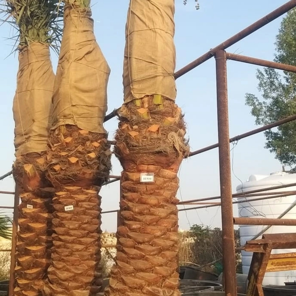 برحى نخيل - 4