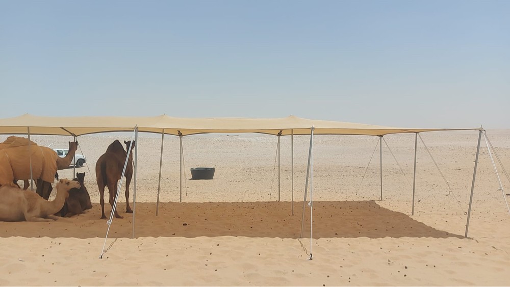 |ظلال|حلال|ابل|عزب - 1