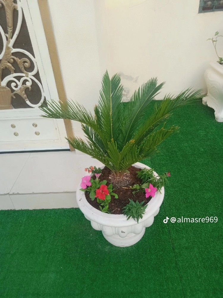 ابو يوسف - 1