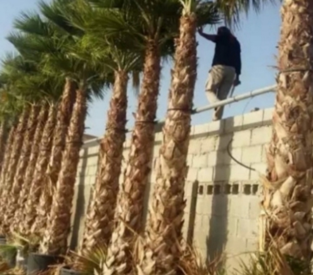 نخيل - 3