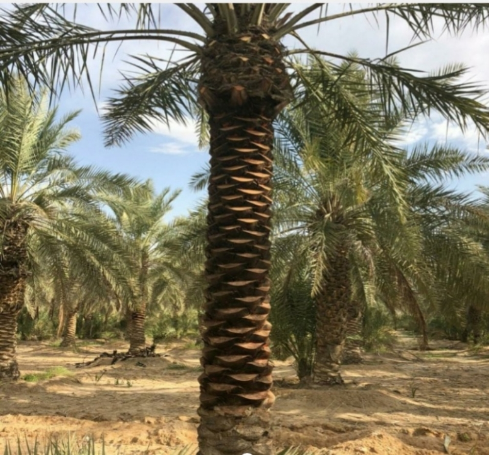 نخيل - 2