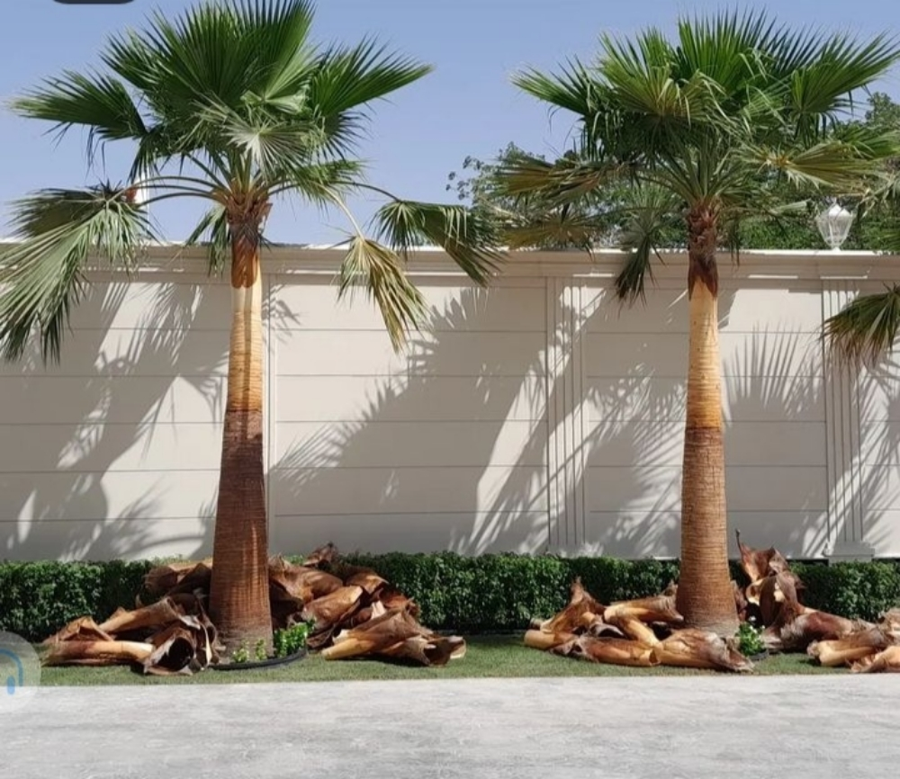 نخيل - 10