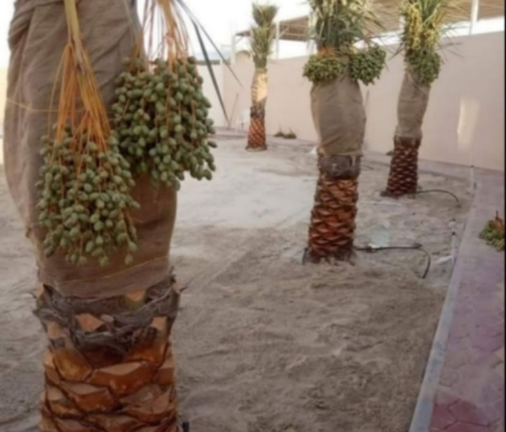 نخيل - 4