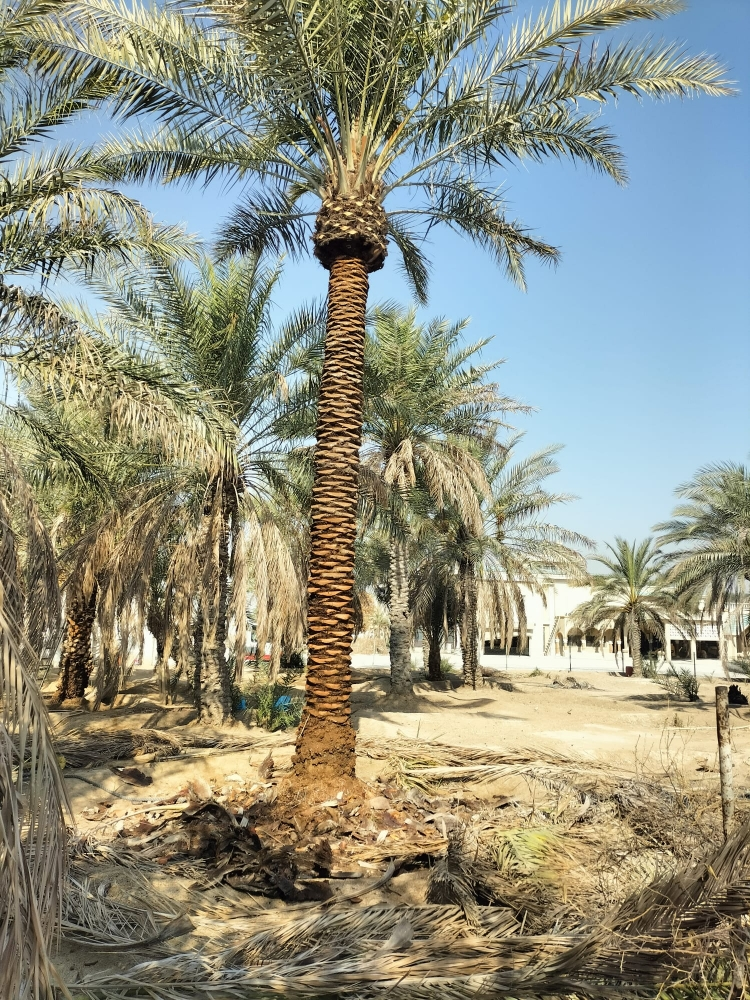 نخيل - 8