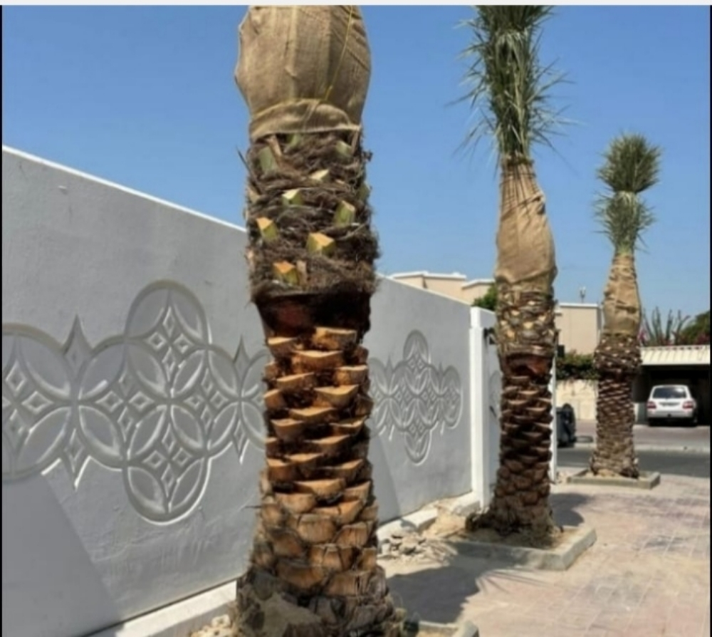نخيل - 9