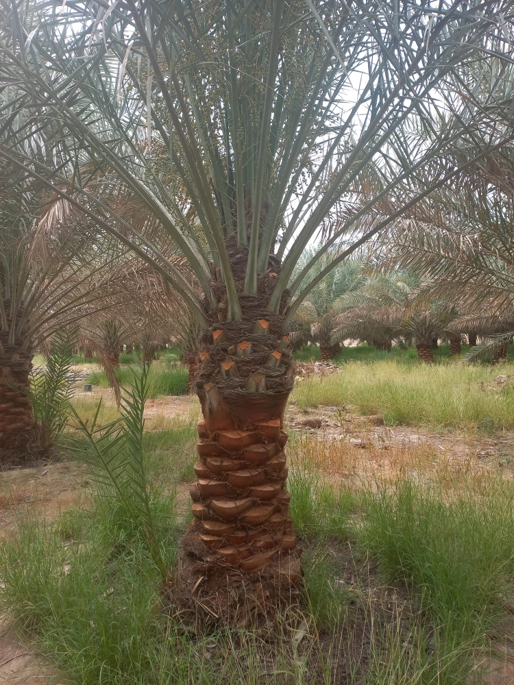 نخيل - 12