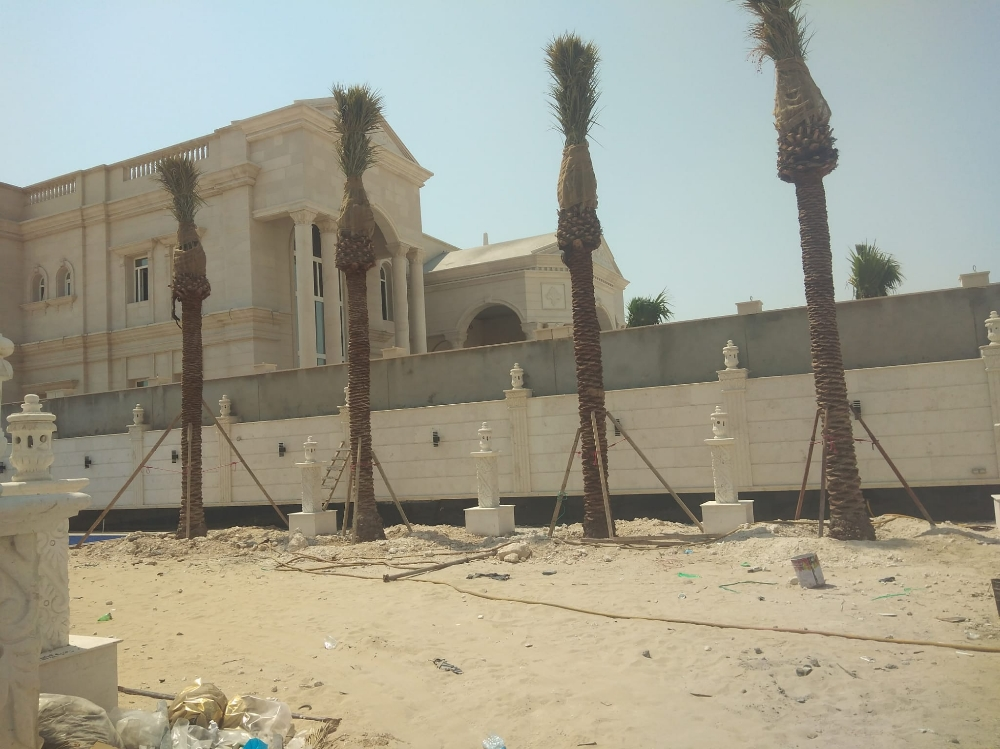 نخيل - 13