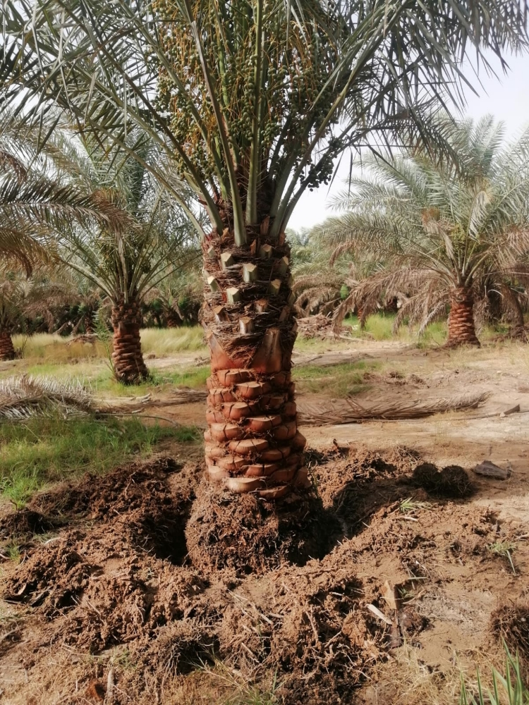 نخيل - 6