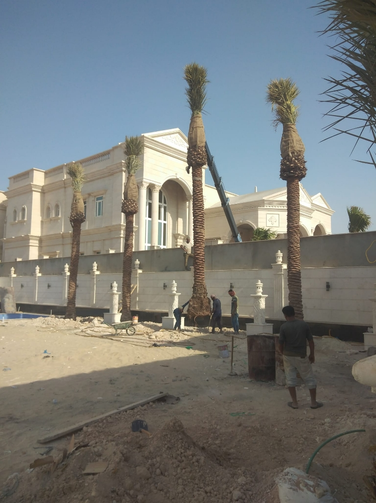 نخيل - 14