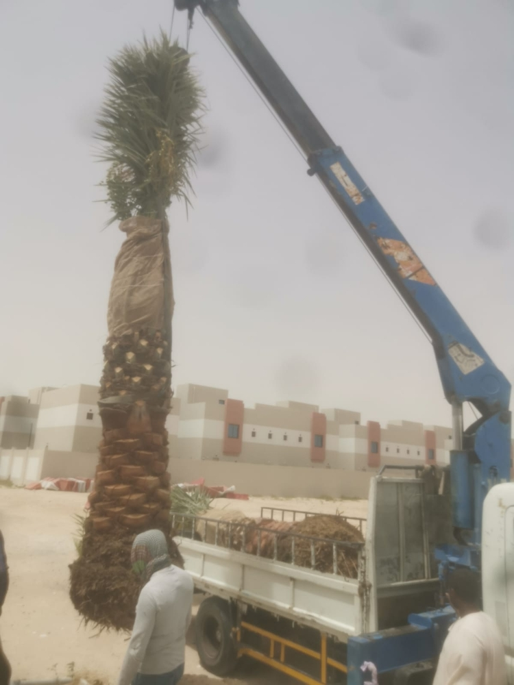 نخيل - 5