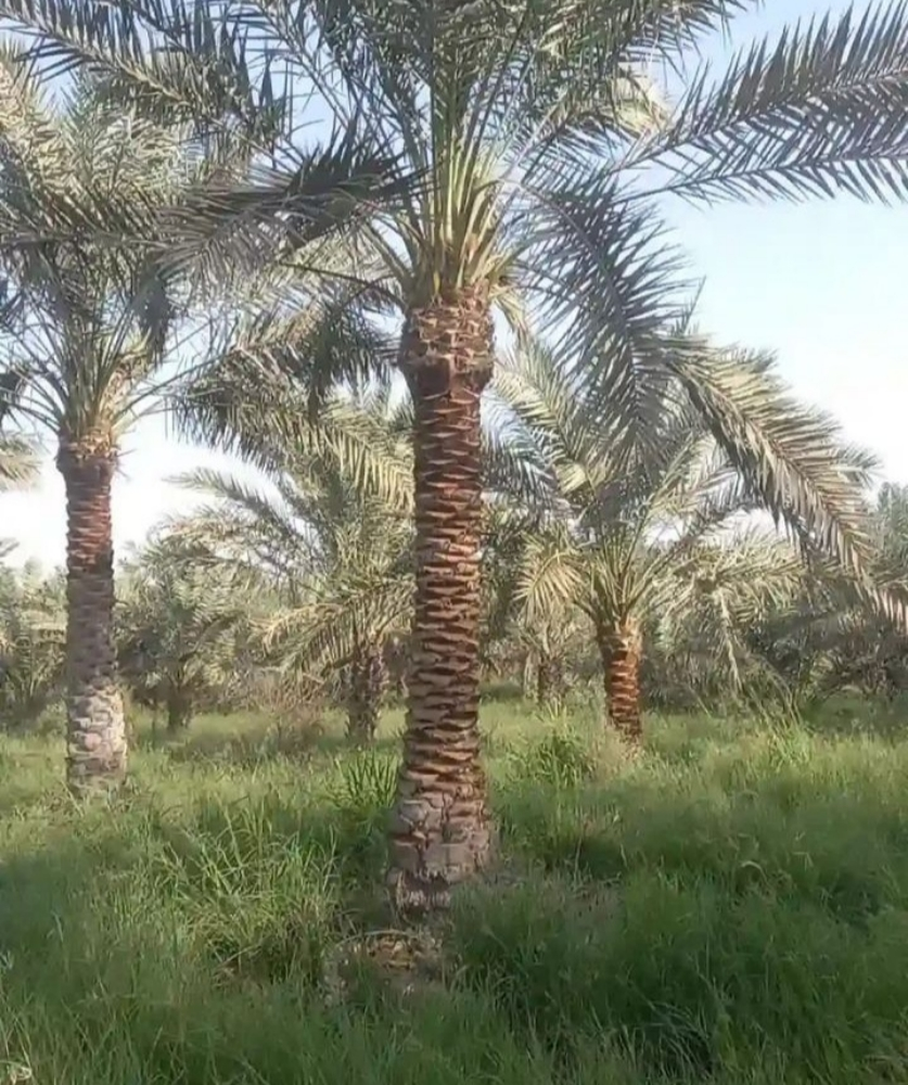 نخيل - 1