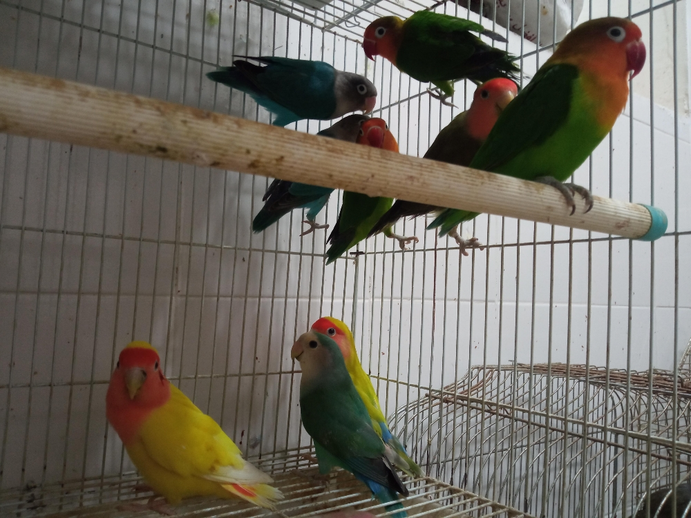 ببغاء الحب فيشر - 4