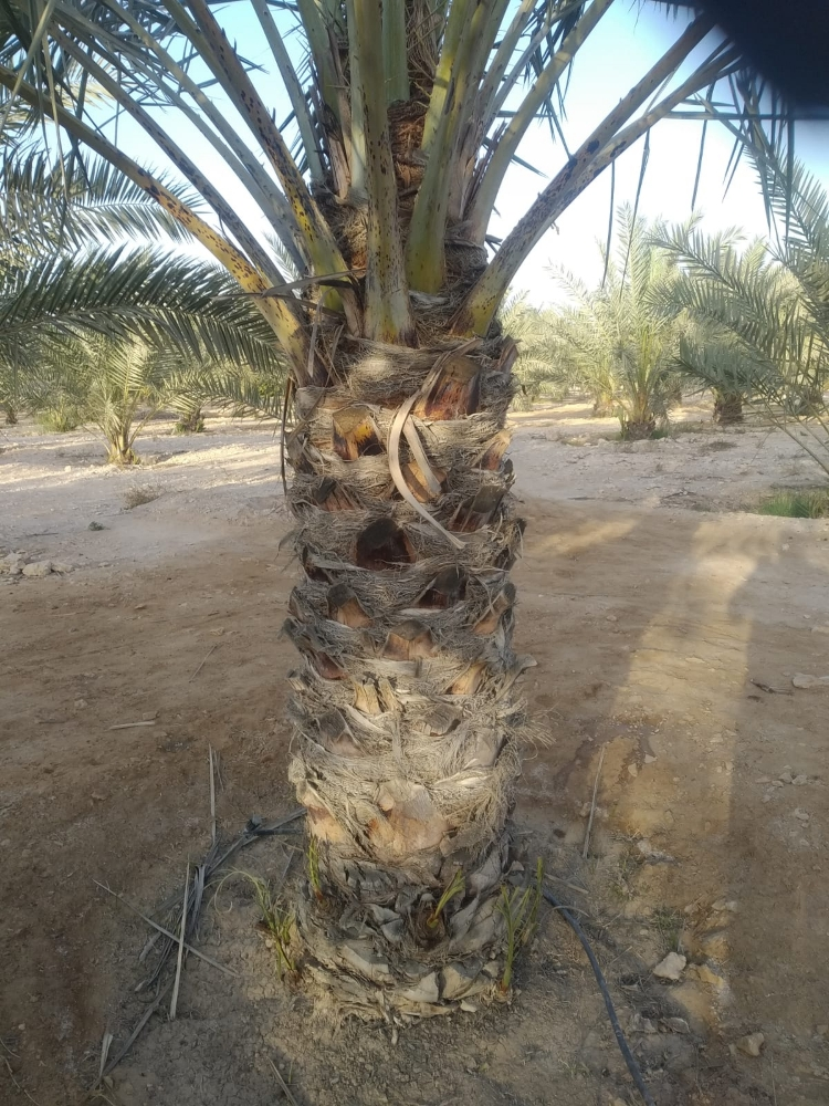 النخيل - 5