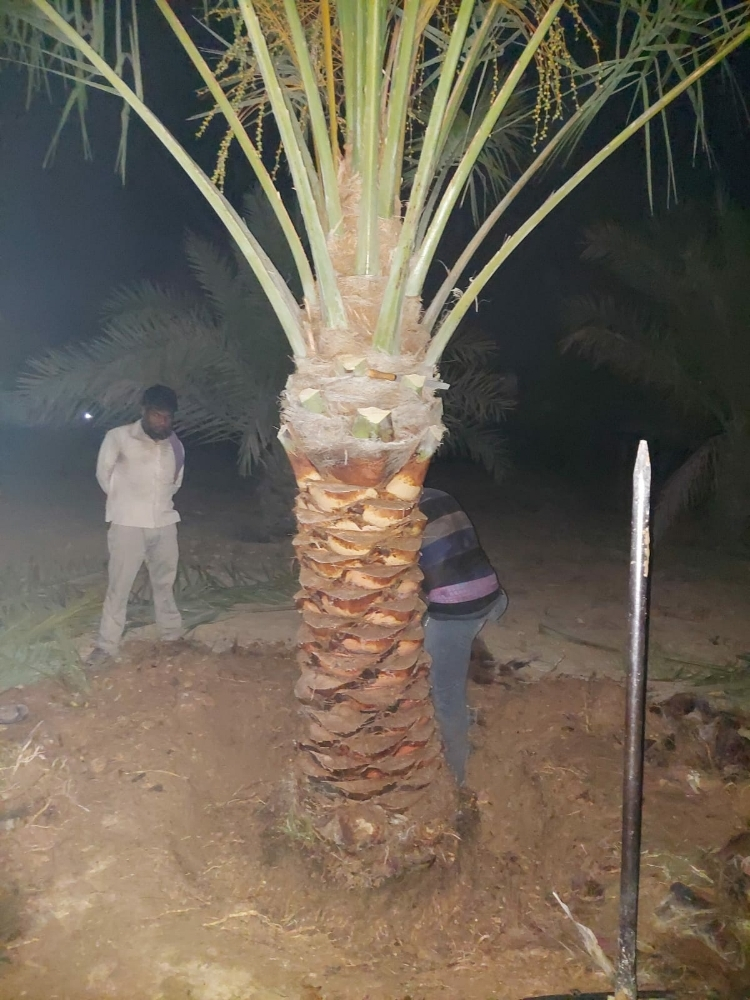 النخيل - 3