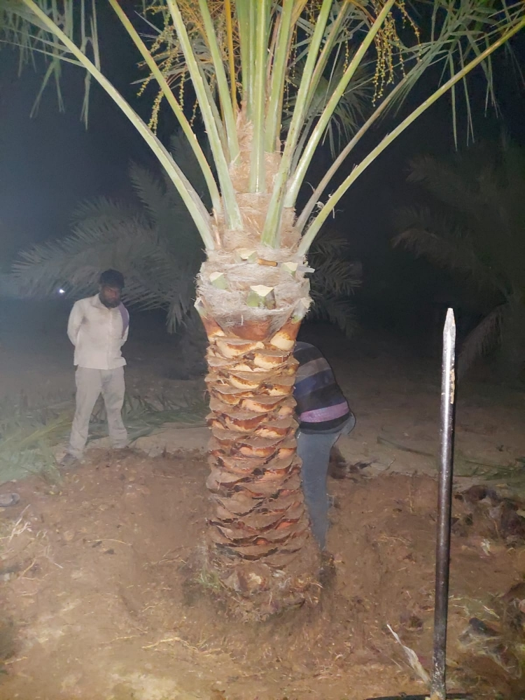 النخيل - 4