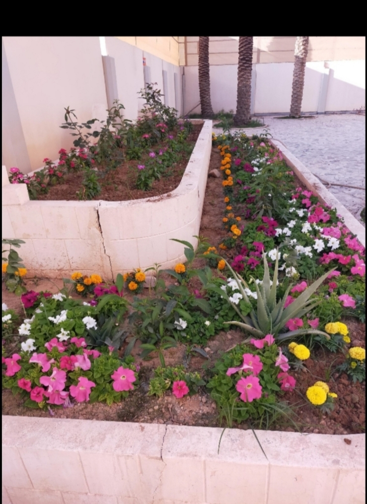 ترتيب وزرع الاحواض - 2