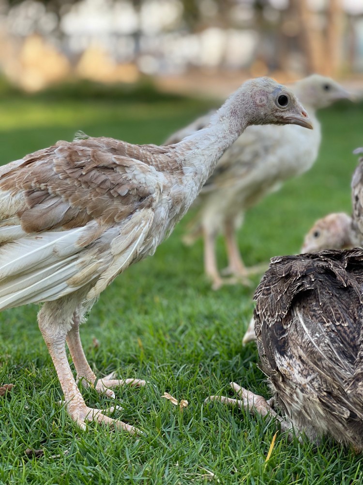 Bird - 5