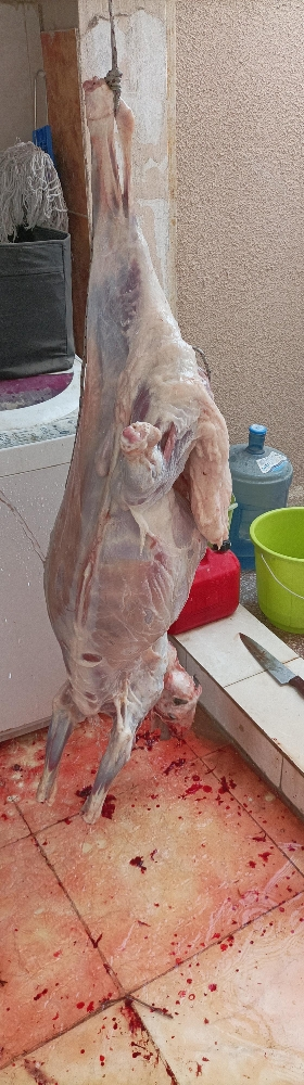 قصاب وجزار مصري - 1