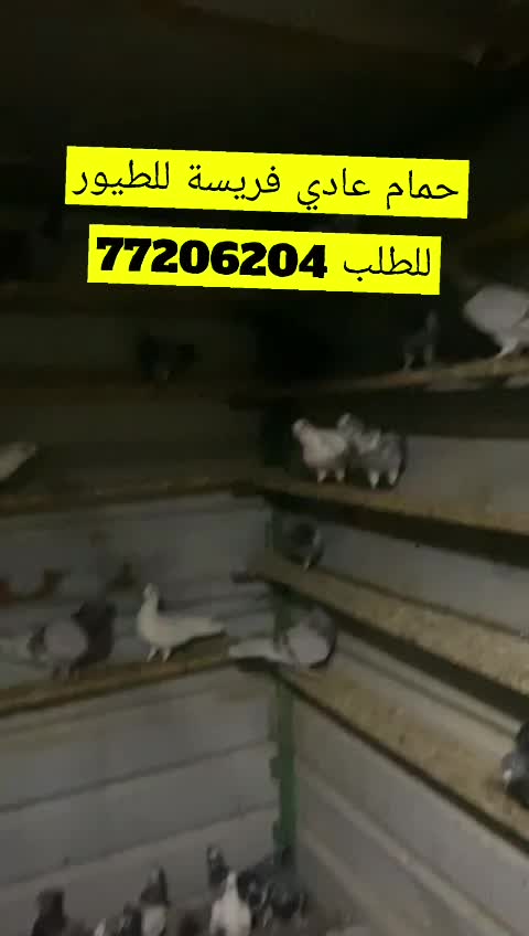 حمام عادي جمبو فريسة للطيور - 1