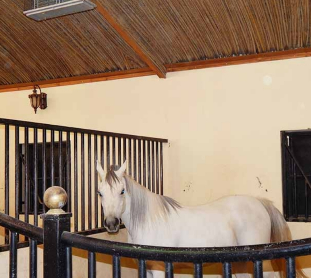 اسطبلات خيل - 1