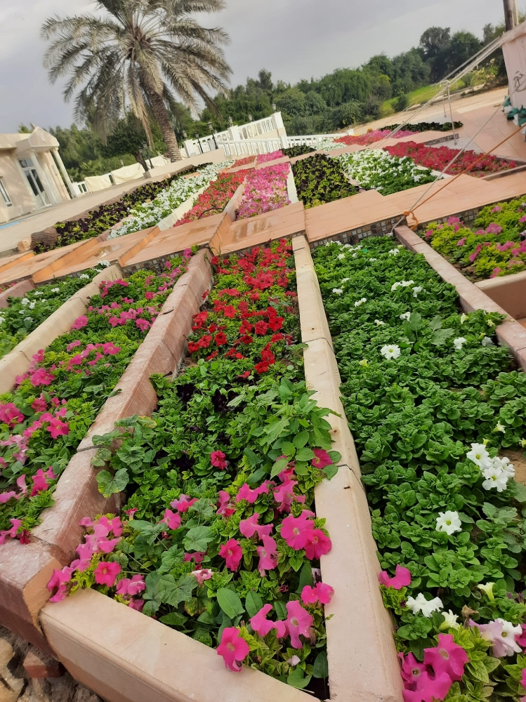 زراعه الورود والاشجار - 1