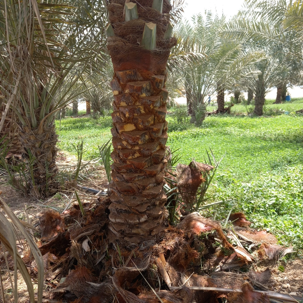 تنظيف النخيل الرش - 2