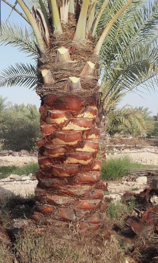 تنظيف النخيل الرش - 1