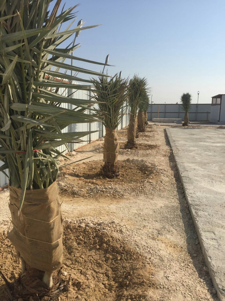 نقوم بتوريد وزراعة النخيل - 1