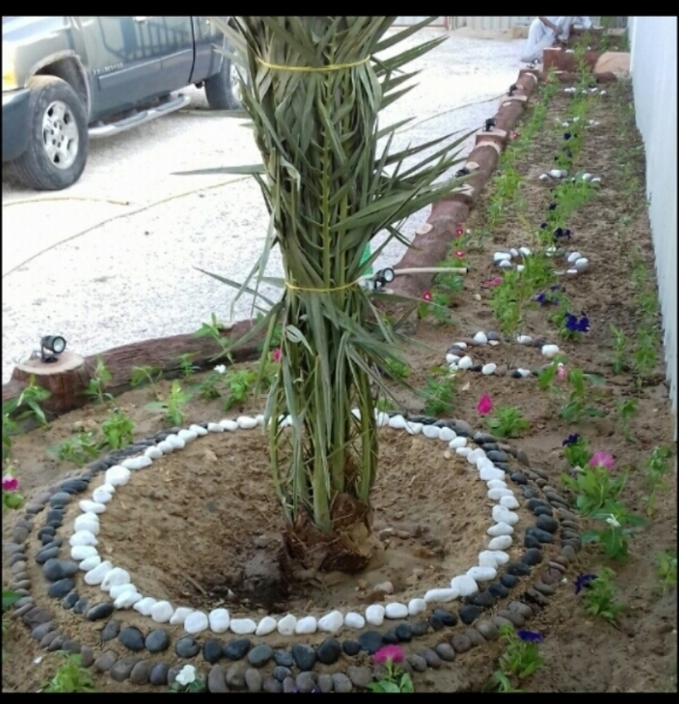 نقوم بتوريد وزراعة النخيل - 3