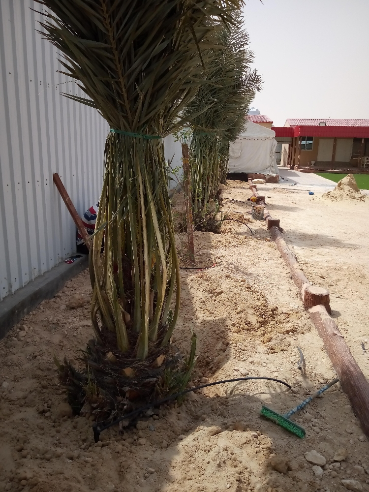 نقوم بتوريد وزراعة النخيل - 4