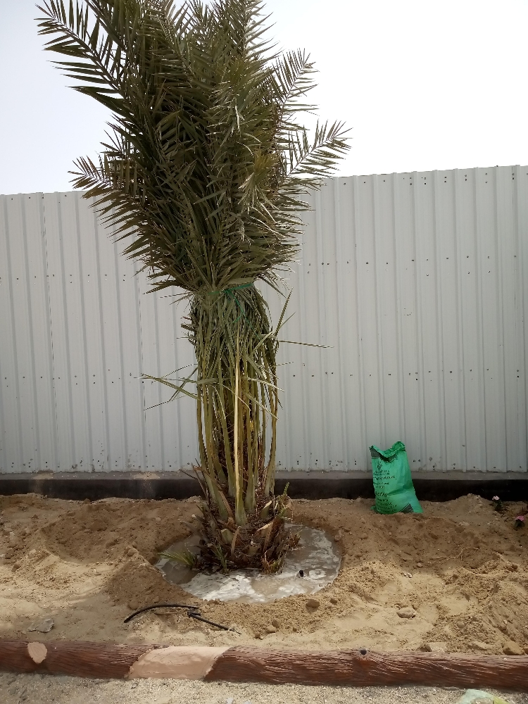 نقوم بتوريد وزراعة النخيل - 2