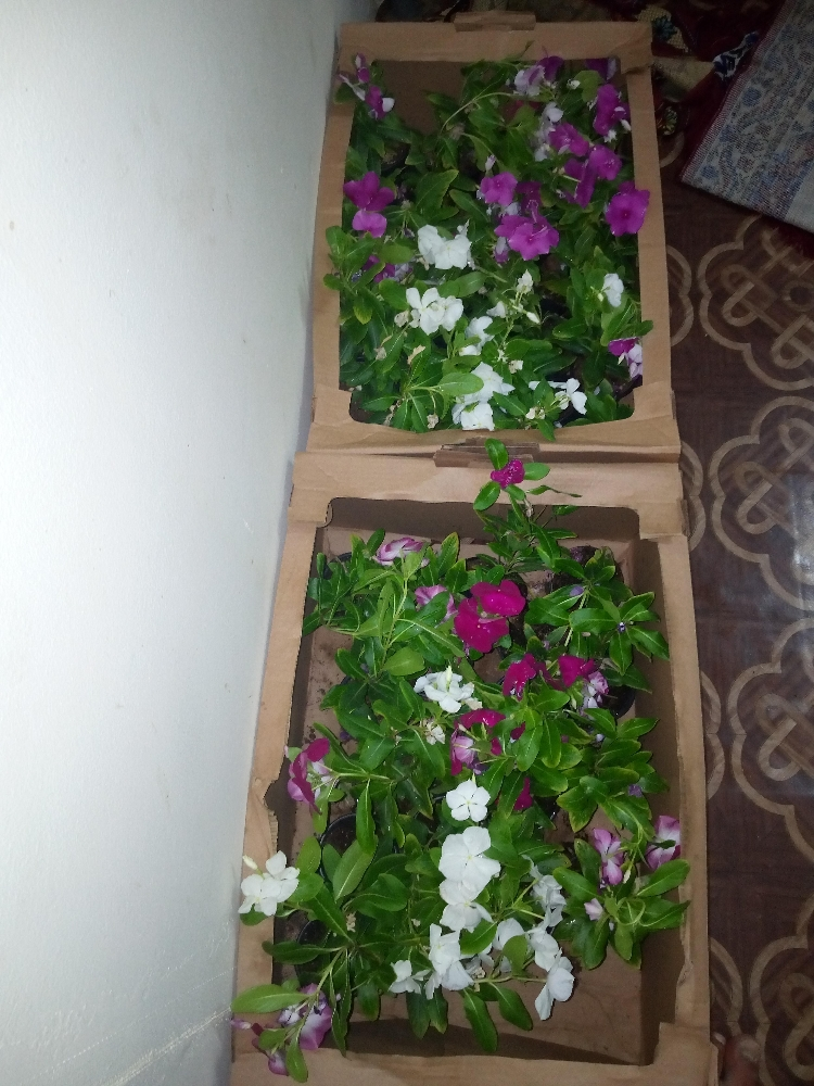 الزراعة الحديق - 4