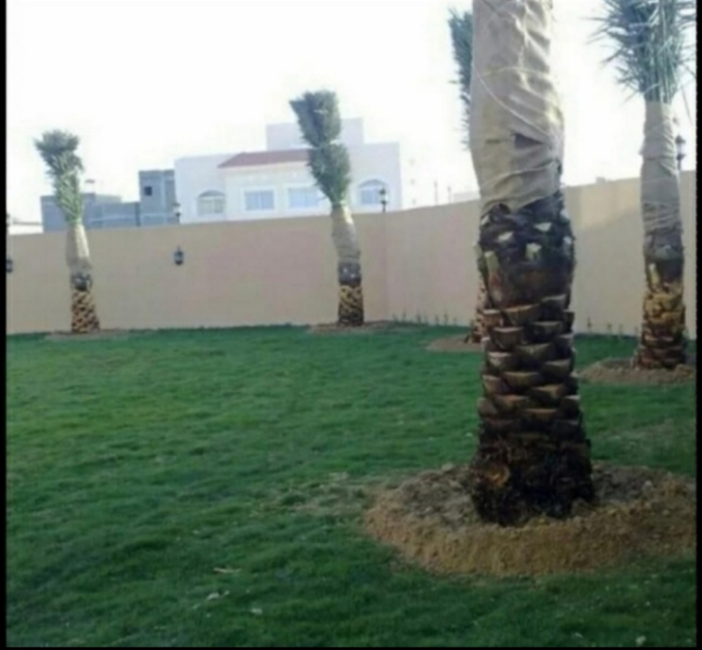 زراعه النخيل وزاعه الحدائق - 1