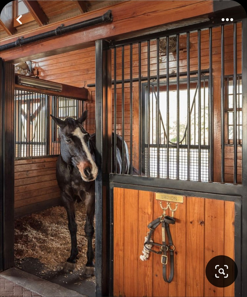 هواه ومحبى تربيه الخيل - 3