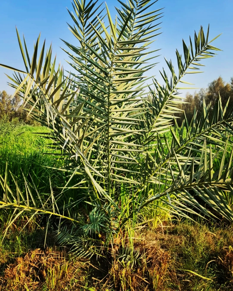 نخيل طعم - 1