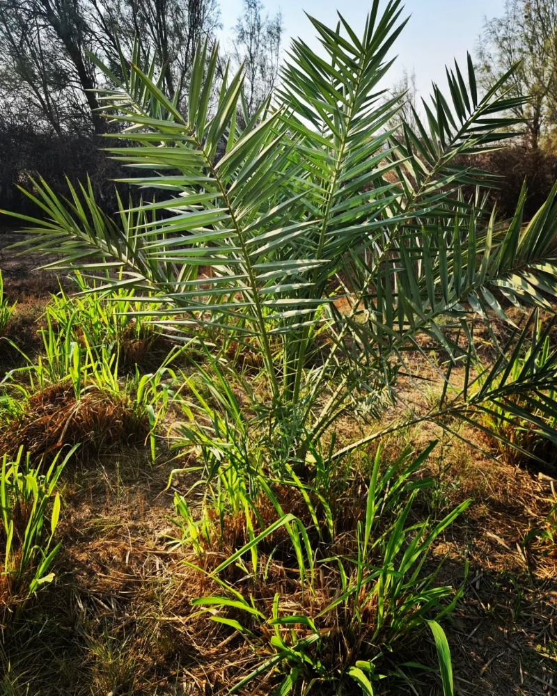 نخيل طعم - 3
