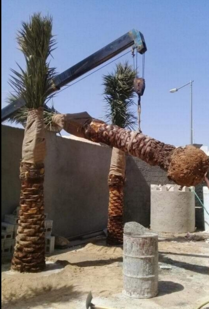 جميع انواع النخيل - 2