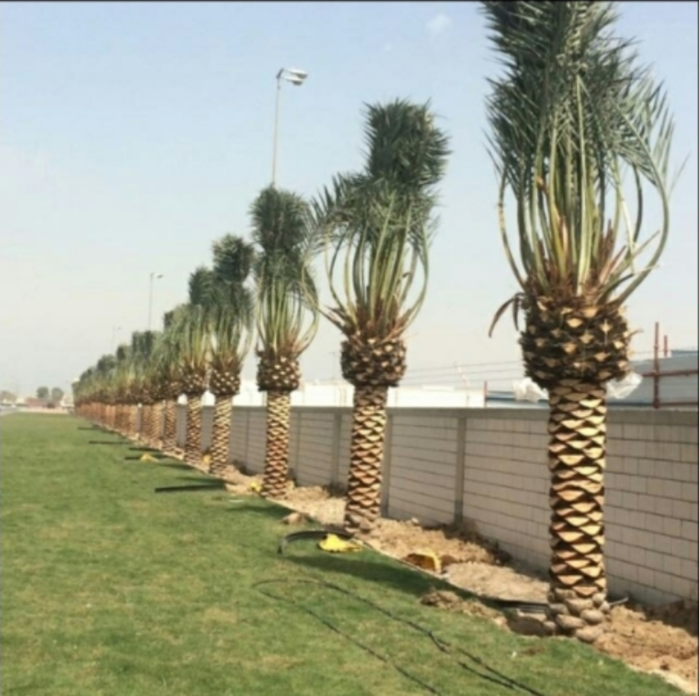 جميع انواع النخيل - 1