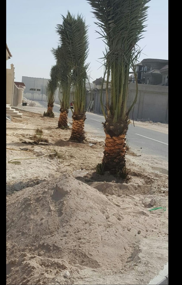 جميع انواع النخيل - 4