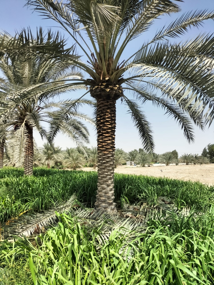ديكور حدائق - 2