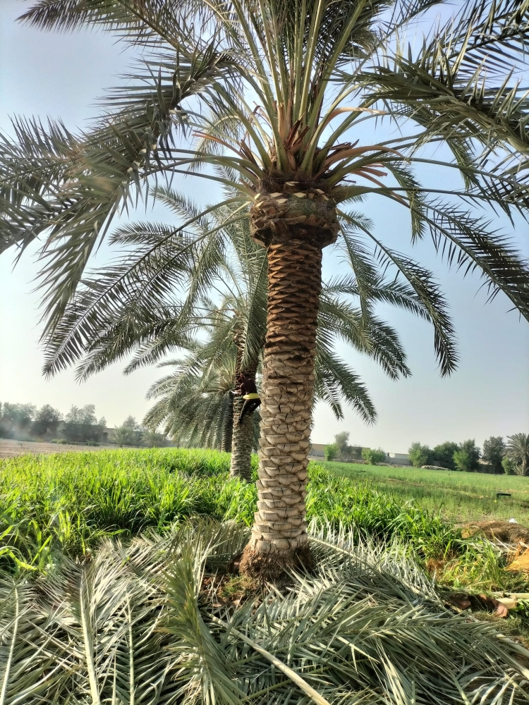 ديكور حدائق - 3