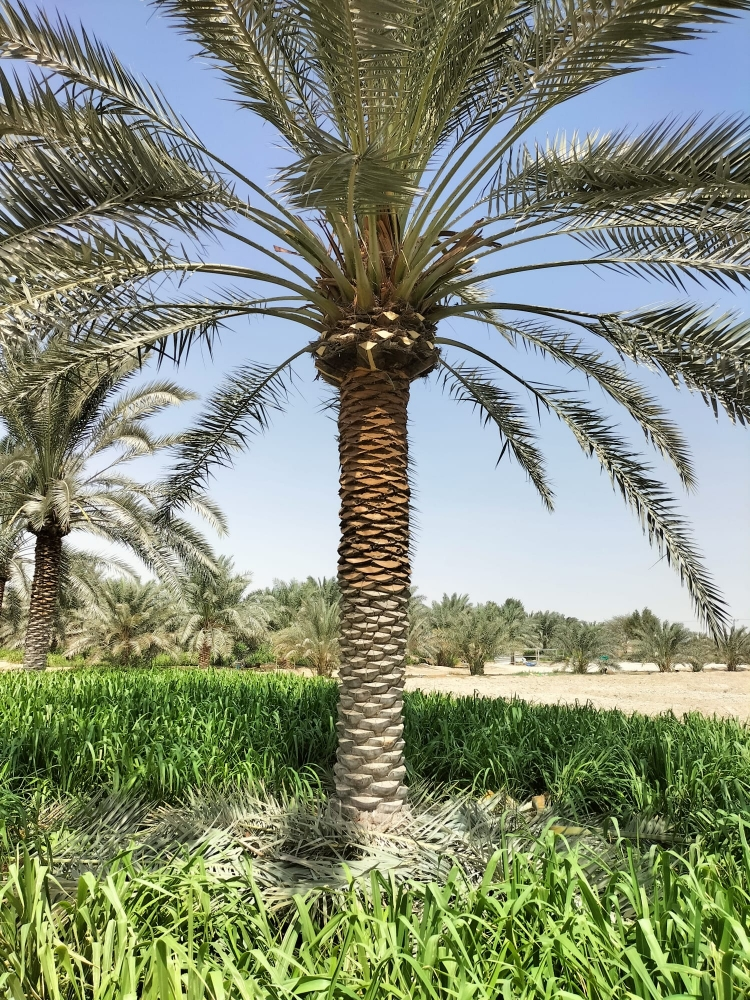 ديكور حدائق - 1