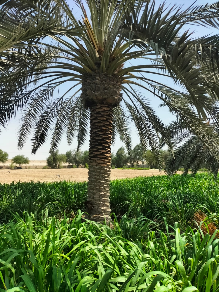 ديكور حدائق - 4