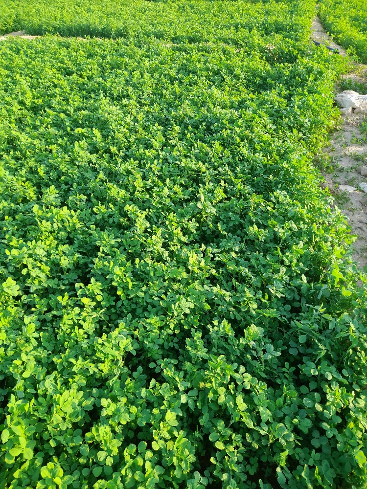 زراعة مزارع - 6