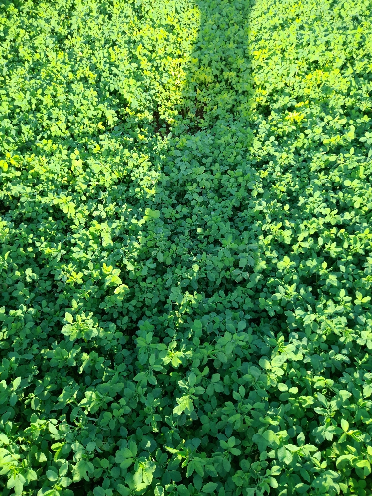 زراعة مزارع - 1