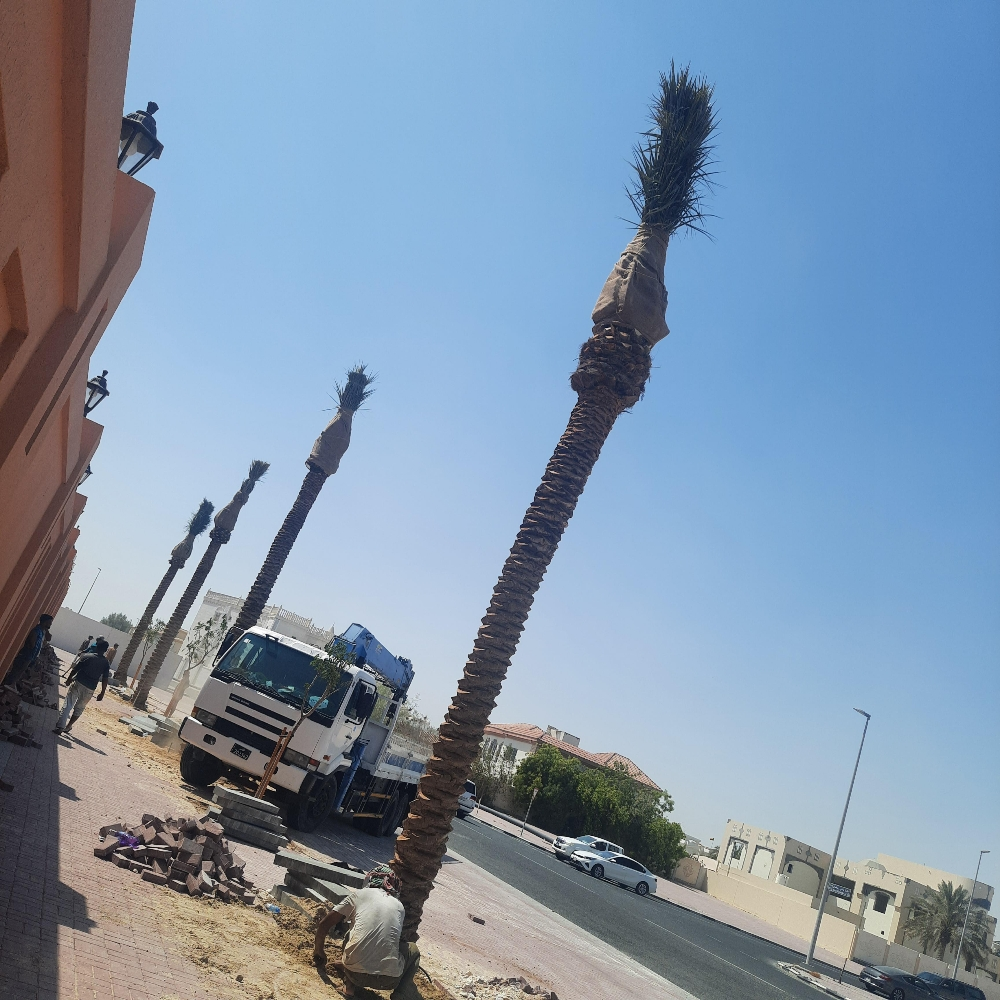 نخل للزراعة والتوريد - 1