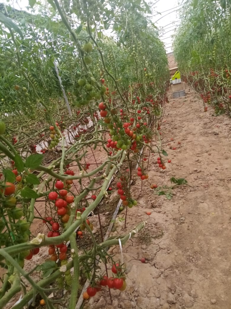 زراعه الخضار وزراعه الجت  - 10