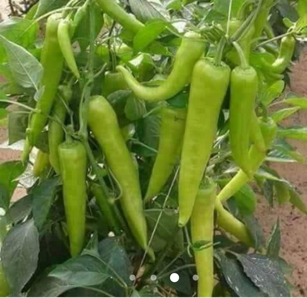 زراعه الخضار وزراعه الجت  - 4
